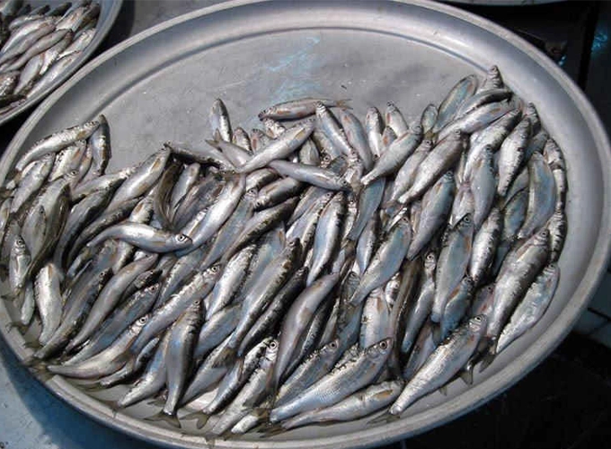 چرا باید در بارداری از ماهی بدون جیوه استفاده کنیم؟